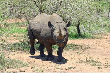 Australian Company Provides Technology to Protect Rhinos from Poachers